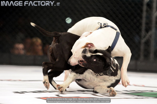 2014-05-03 Milano in the cage 2014 - Mixed Martial Arts 0097 Miscellaneous